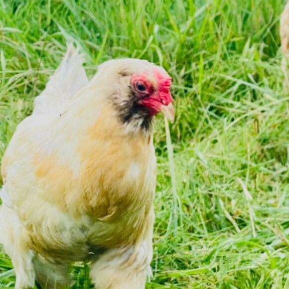 🐤Welcome to Simply Chick! 🐤 - Picture 5 of 9